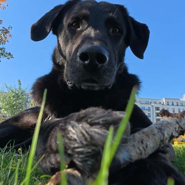 Otto